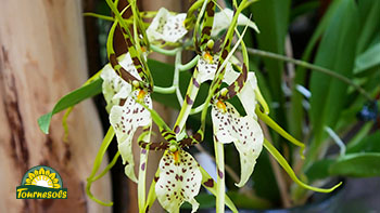 Orchidée Brassia